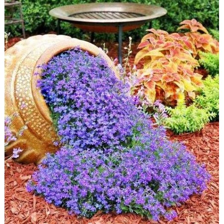 Árvore Jacarandá Azul  - Sementes Raras - Exóticas