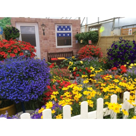 Árvore Jacarandá Azul  - Sementes Raras - Exóticas