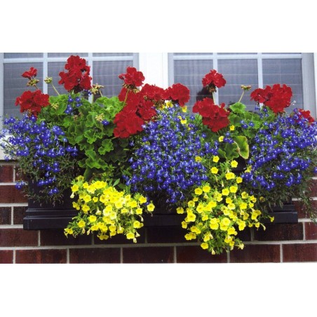 Árvore Jacarandá Azul  - Sementes Raras - Exóticas