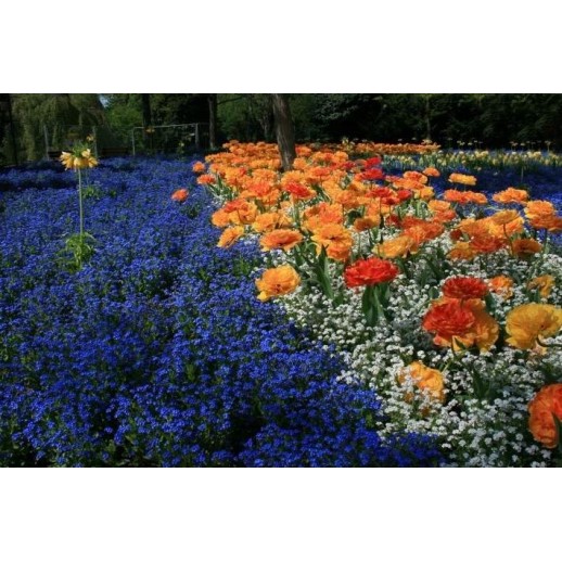 Árvore Jacarandá Azul  - Sementes Raras - Exóticas