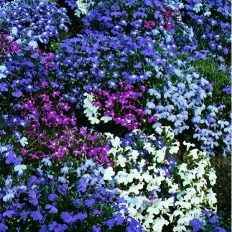 Árvore Jacarandá Azul  - Sementes Raras - Exóticas