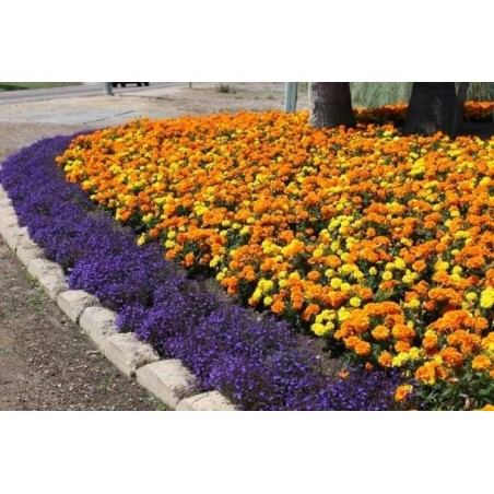 Árvore Jacarandá Azul  - Sementes Raras - Exóticas