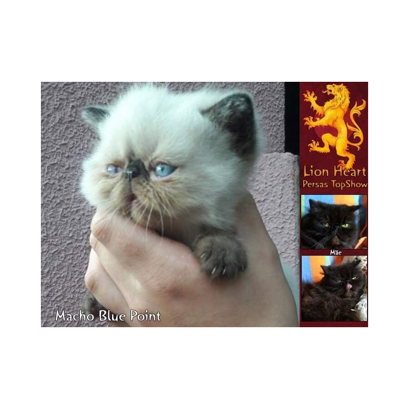 Gato Exótico Blue Point Macho