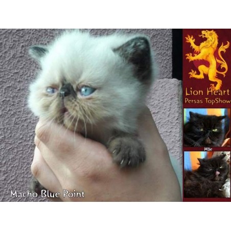 Gato Exótico Blue Point Macho