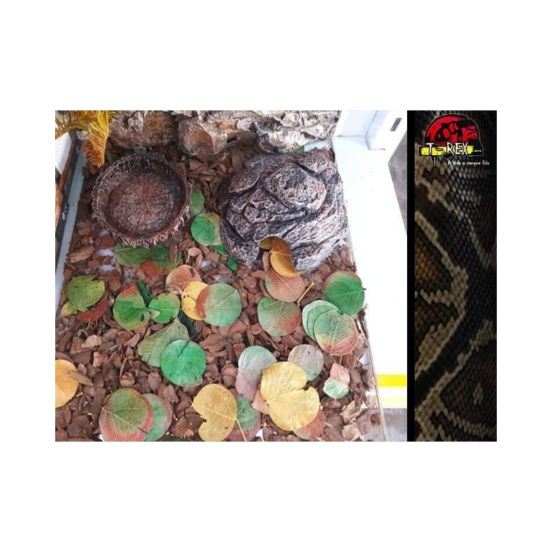 Mini-Habitat Floresta 