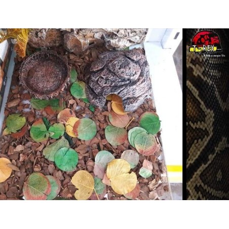 Mini-Habitat Floresta 