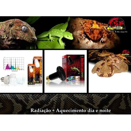 Lâmpadas para Réptil Pogona e Pedra Aquecida