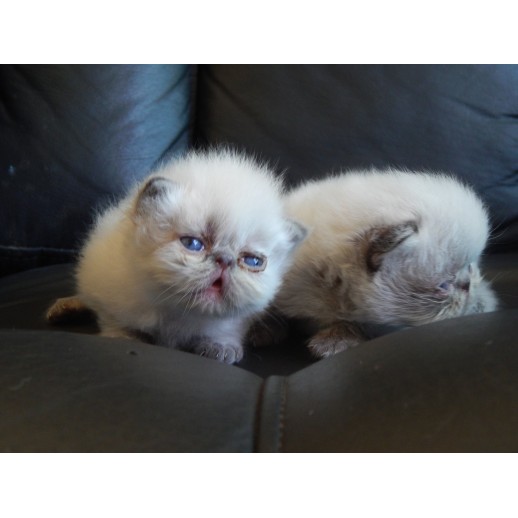 Gato Exótico Blue Point Macho