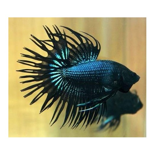Crowntail Black Orchid - Betta de Linhagem