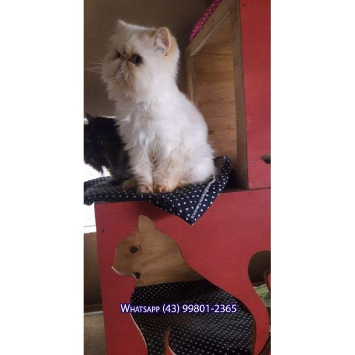 Gato Persa Red Point Padreador