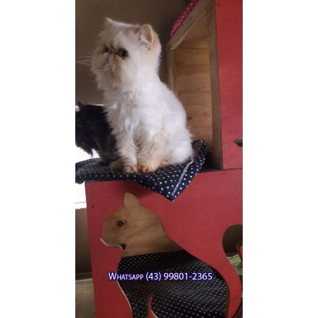 Gato Persa Red Point Padreador