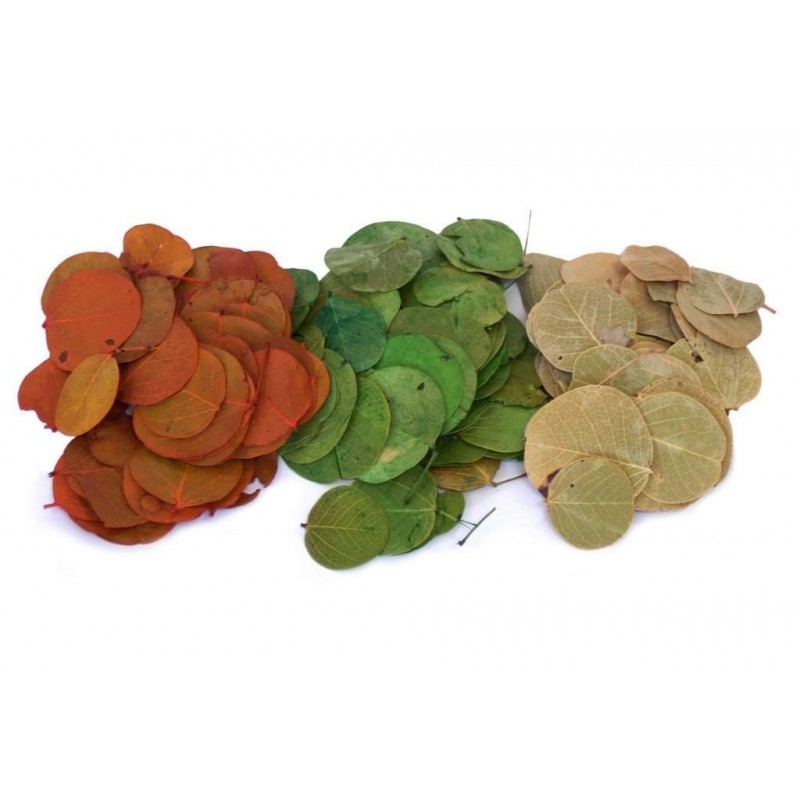 Folhagem Desidratada | Folha moeda Répteis | Terrário