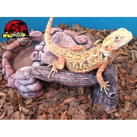 Toca Tronco Terrário | Corn Snake