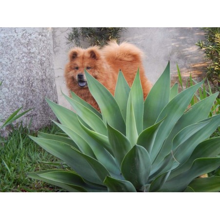 Chow Chow Fêmea  Long 