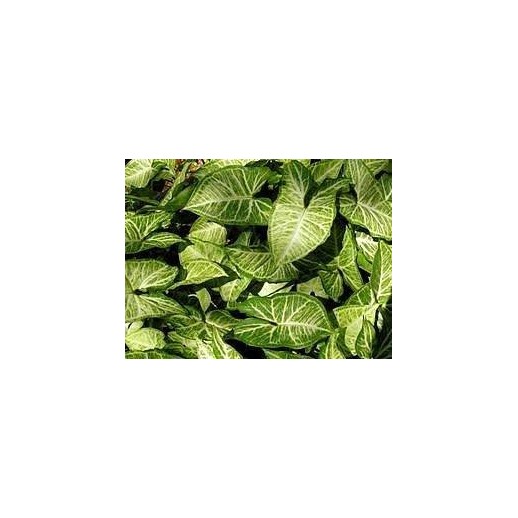 Planta Viva - Syngonium 