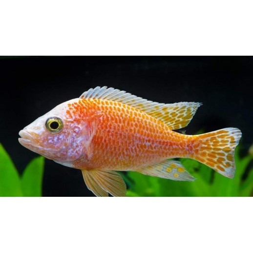 AULONOCARA NYASSAE PINK 5 A 6 CM