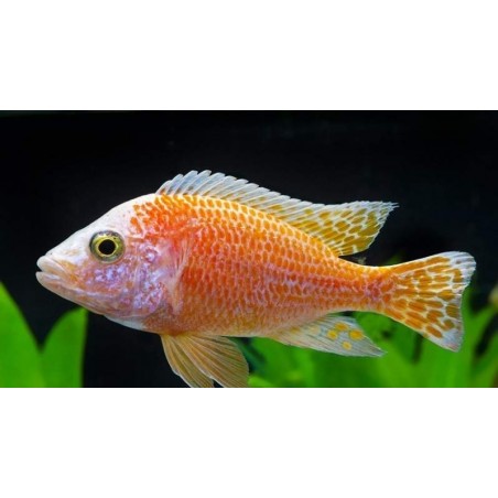 AULONOCARA NYASSAE PINK 5 A 6 CM