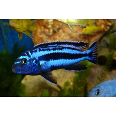 AULONOCARA STUARTGRANTI BLUE NEON 3 cm