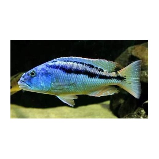 ARISTOCHROMIS CHRISTYI