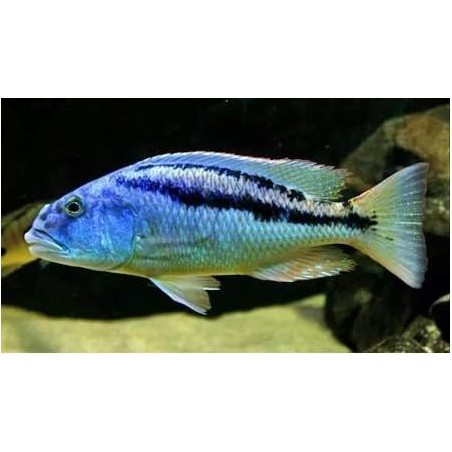 ARISTOCHROMIS CHRISTYI