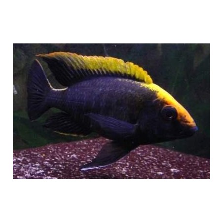 Comprar peixes online