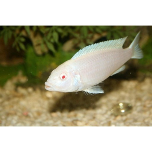 Peixe Ciclídeo Africano Socolofi Albino