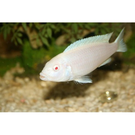 Peixe Ciclídeo Africano Socolofi Albino