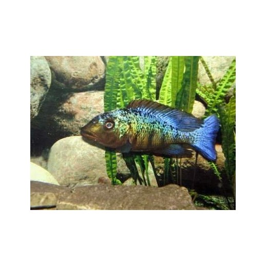 comprar peixe haplochromis rostratus