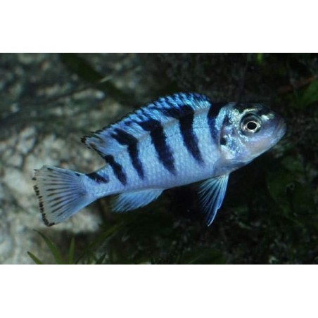 AULONOCARA STUARTGRANTI BLUE NEON 3 cm