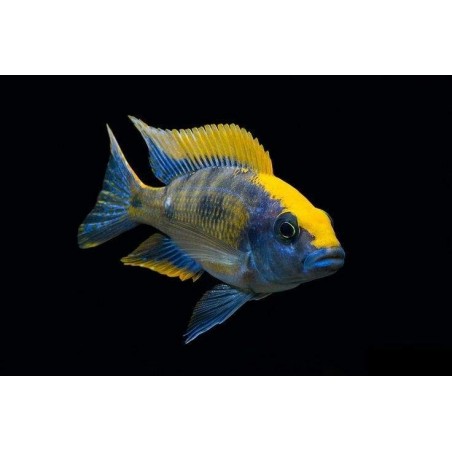 comprar peixe ciclídeo africano