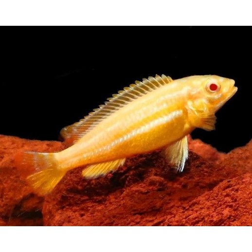 comprar peixe ciclídeo africano