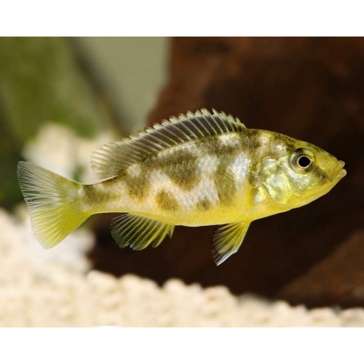 AULONOCARA STUARTGRANTI BLUE NEON 3 cm