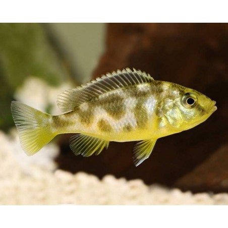AULONOCARA STUARTGRANTI BLUE NEON 3 cm