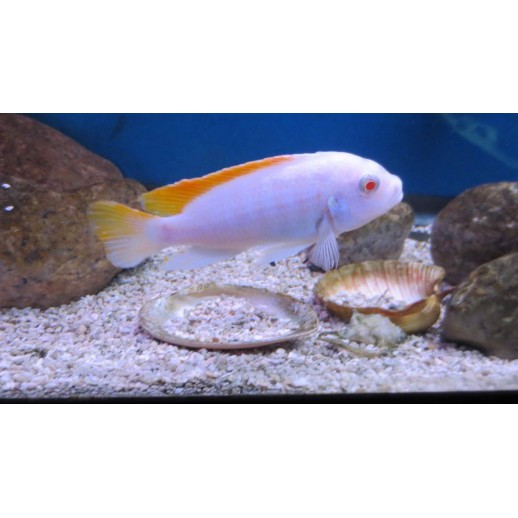 LABEOTROPHEUS TREWAVASAE RED TOP ALBINO 2 A 3 cm