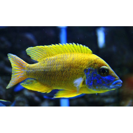 AULONOCARA STUARTGRANTI BLUE NEON 3 cm