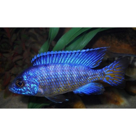AULONOCARA STUARTGRANTI BLUE NEON 3 cm