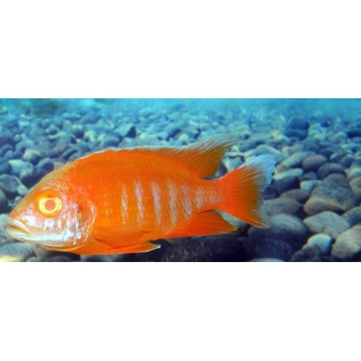 AULONOCARA STUARTGRANTI BLUE NEON 3 cm