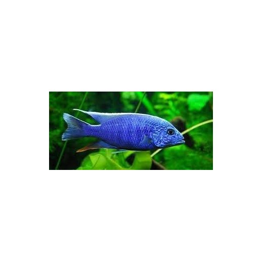 AULONOCARA STUARTGRANTI BLUE NEON 3 cm