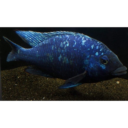 Comprar Peixe Ciclídeo Africano