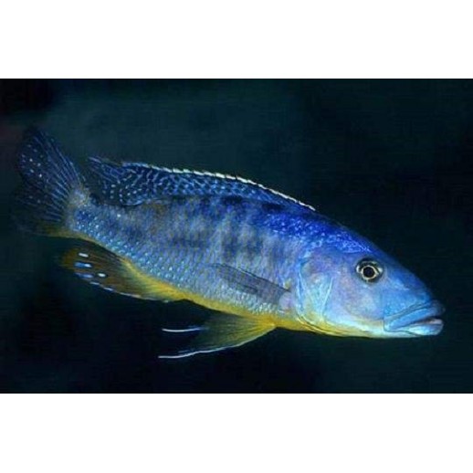 AULONOCARA STUARTGRANTI BLUE NEON 3 cm