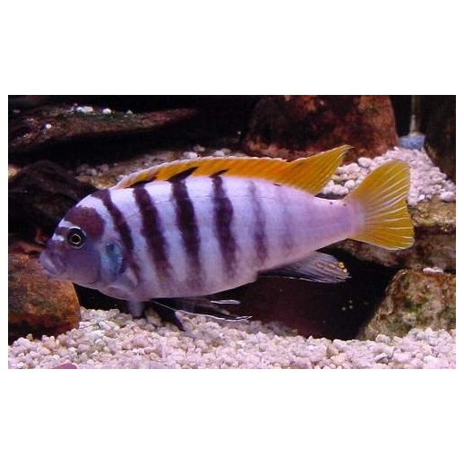 BUCCOCHROMIS LEPTURUS 5 cm