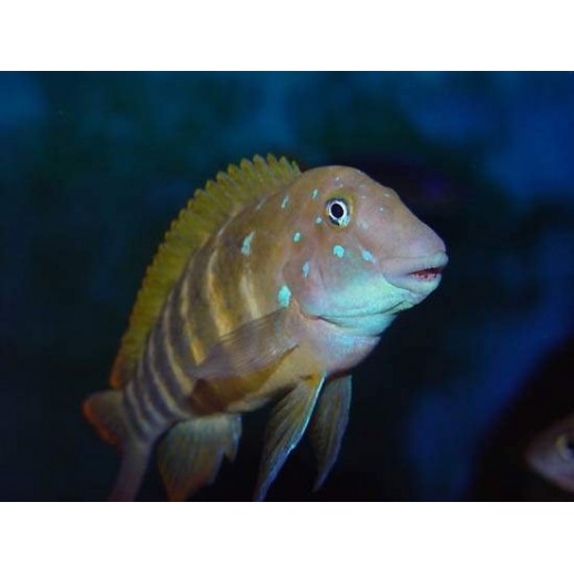 PARACIPRICHROMIS NIGRIPINNIS BLUE NEON 3 A 4 cm