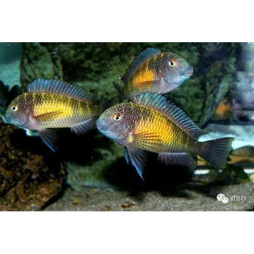 PARACIPRICHROMIS NIGRIPINNIS BLUE NEON 3 A 4 cm