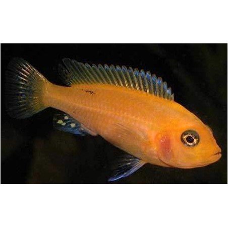 ZEBRA SUPER RED 2 A 4 cm