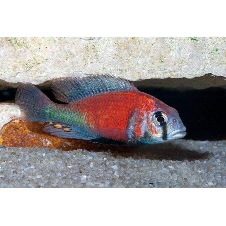TROPHEUS MOORI BRICHARDI KIPILI 4 A 5 cm
