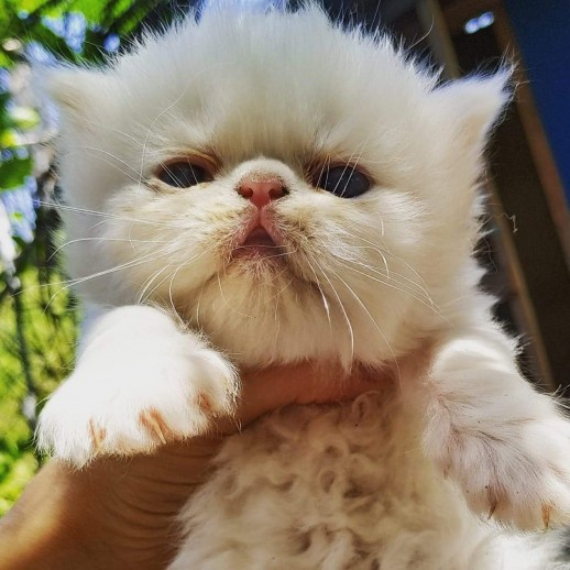 Gato Persa TopShow Branco - Fêmea