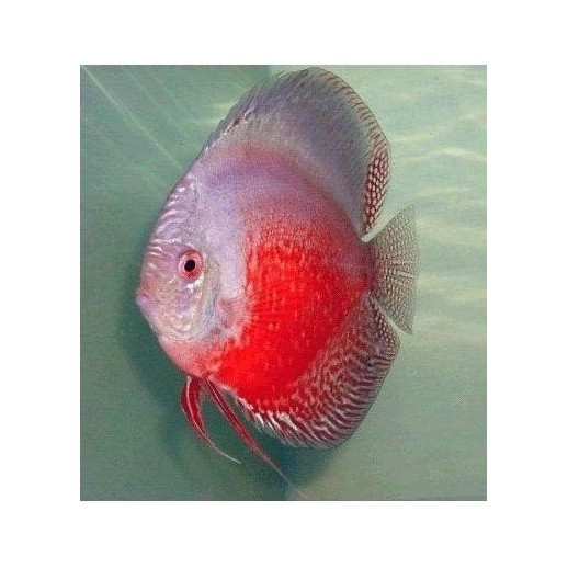 comprar peixe disco