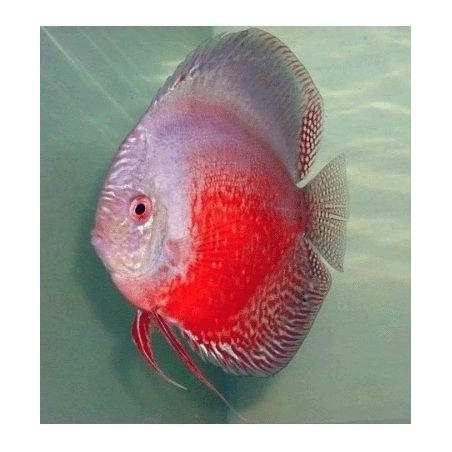 comprar peixe disco