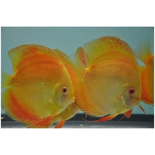 comprar peixe acara disco