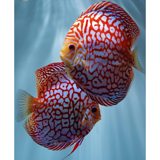 comprar peixe acara disco